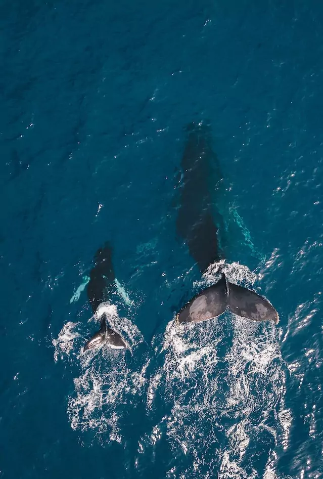 Where to Stay in Hawaii: Best Stays Across Oahu, Maui & More 8 Picture of migrating whales in Maui | guille pozzi